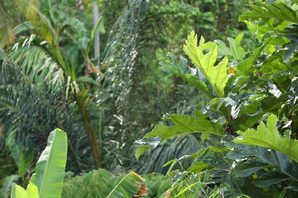 Aria Villas Ubud Ngoại thất bức ảnh
